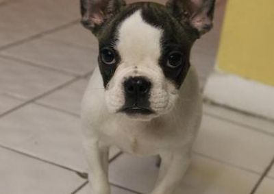 Gorgeous French Bulldog Puppies For Sale 