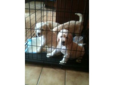 Goldendoodle pups for sale.