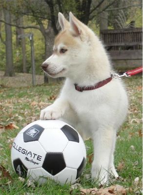 adorable husky puppies for  adoption
