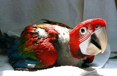 Macaws,parrots and cockatoos for sale 