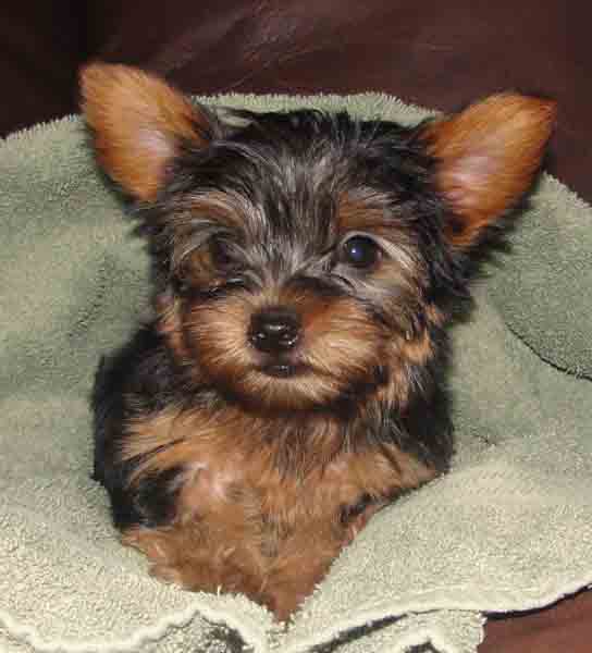 VIP Yorkie Puppies for adoption