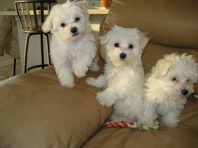 Male and Female Maltese puppies ready for a new home
