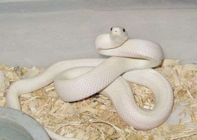 Leucistic Texas Rat Snake for sale