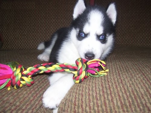 Siberian Husky Puppies Available 