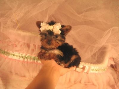 Adorable Tea cup Yorkie  puppy for adoption