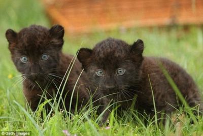 BLACK JAGUAR CUBS FOR SALE