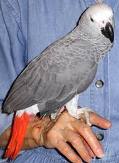 afican grey parrots for sale 