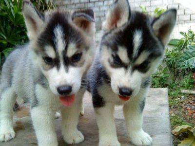 Blue Eyes Siberian Husky Puppies for Adoption