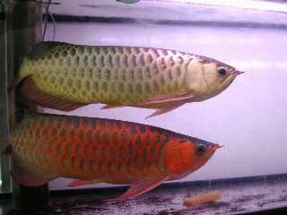 Magnificent arowana fishes at good prices.