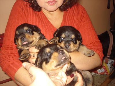 Quality Rottweiler puppies available for caring family 