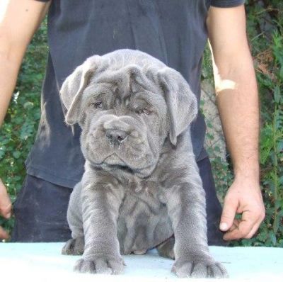Adorable Male And Female  Neapolitan Mastiff Puppies For Sale