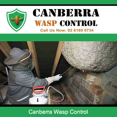 Canberra Wasp Control