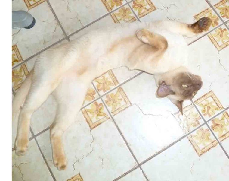 Burmese Chocolate Male Available