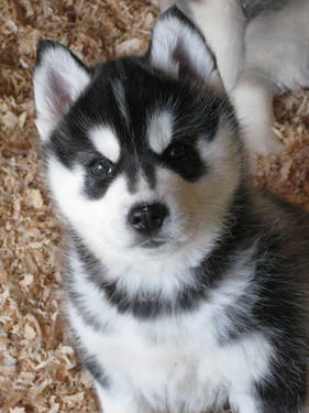 Quality Male and Female Blue Eye Siberian Husky Puppies For Adoption