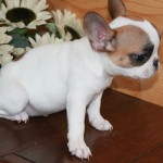 Ready to Go Male  and Female French Bull Dog Puppy