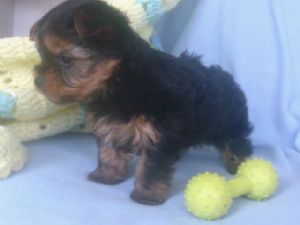 beautiful Registered healthy Yorkie 