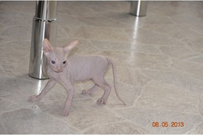 Cute male and female Sphynx kittens for adoption.