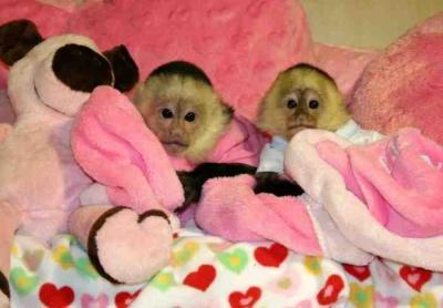 CAPUCHIN MONKEYS READY FOR ADOPTION