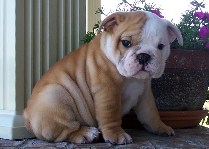 Bulldog  puppies are looking for a new 