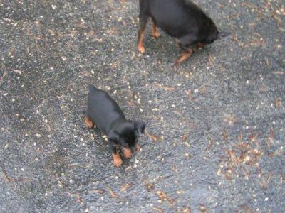 Miniature pinschers puppies