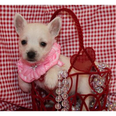 West Highland White Terrier puppies