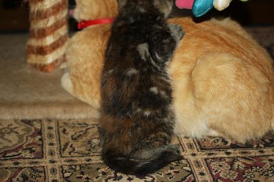 Manx Kitten 8 weeks old Ginger/grey/Tabby Wormed/kitty litter trained