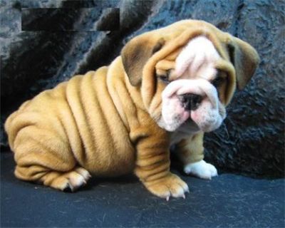 ENGLISH BULLDOG FOR ADOPTION