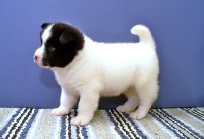 Male and Female Akita Puppies Available