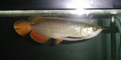 Super red  arowana for sale