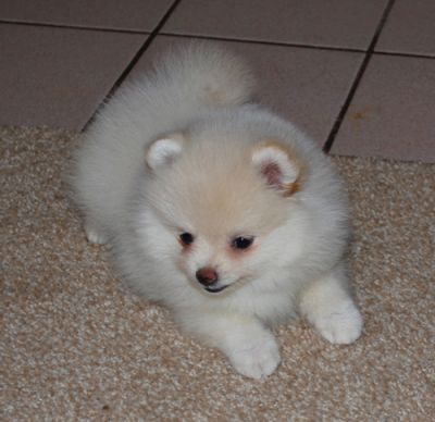 Cute Lovely Pomeranian Puppy