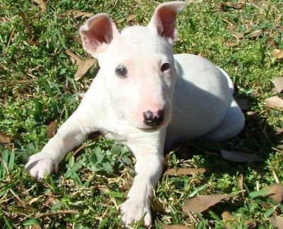 Miniature Bull Terrier Puppies For Sale 