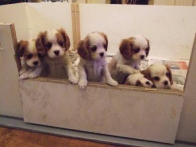 Cavalier King Charles Spaniel Puppies For Sale