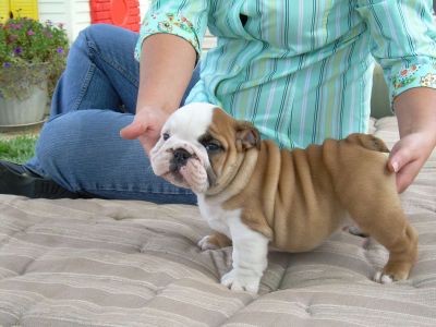 GORGEOUS ENGLISH BULLDOG PUPPIES FOR ADOPTION