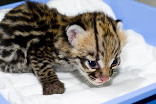 ocelot kitten, caracals and margay kittens for sale.