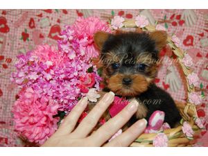 Male and Female Yorkie Puppies For Adoption