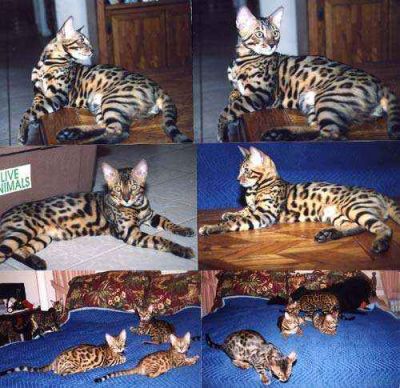  bengal kittens  for adoption