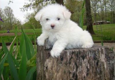 Maltese Puppies For Sale