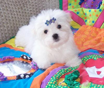 Darling teacup Maltese puppy