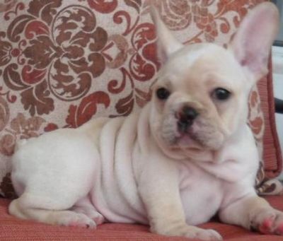 Adorable and cute French bulldog pupps now ready to meet a new home