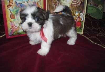Cute and  wonderful perky personality Shih Tzu Puppies