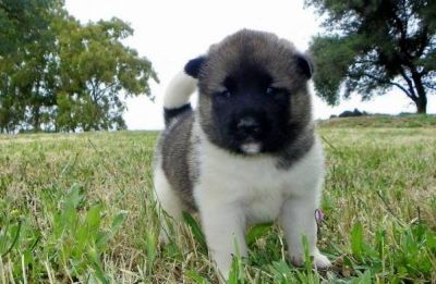 beautiful looking Akita xmas gift for a free adoption