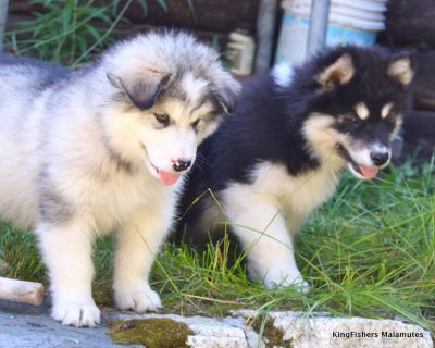 Adorable Alaskan Malamute Puppies ready.