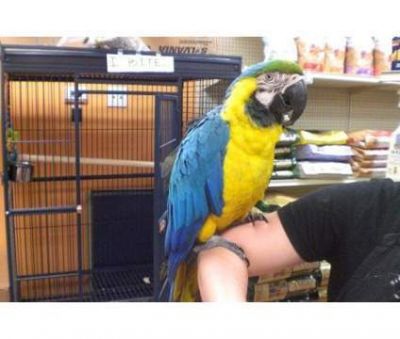 Pair of blue & gold Macaws For adoption