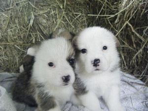 Pembroke Welsh Corgi Puppies for Sale