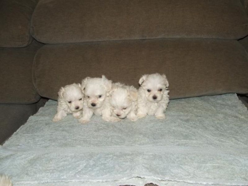  Teacup Maltese Puppies For Sale