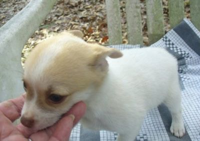 available chihuahua  puppies for adoption for xmas