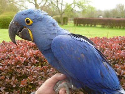 Top quality Pair of hyacinth macaw parrots for adoption