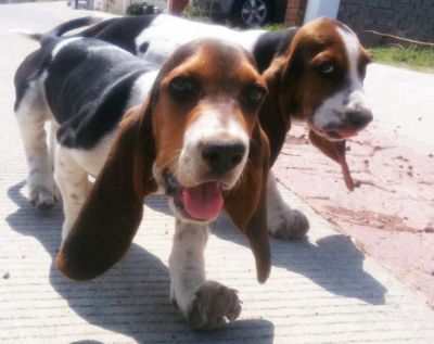 Beautiful basset Hound puppies for adoption.