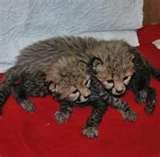 lion cub,tiger cub,fennec fox,cougar for sale