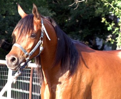  Six year old Burnish bay Arabian mare for a new rider.